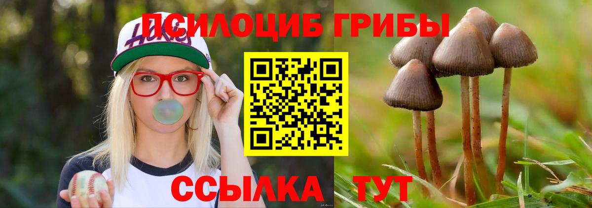Галлюциногенные грибы Psilocybe  Вход с VPN  Галлюциногенные грибы Psilocybe  Борзя 
