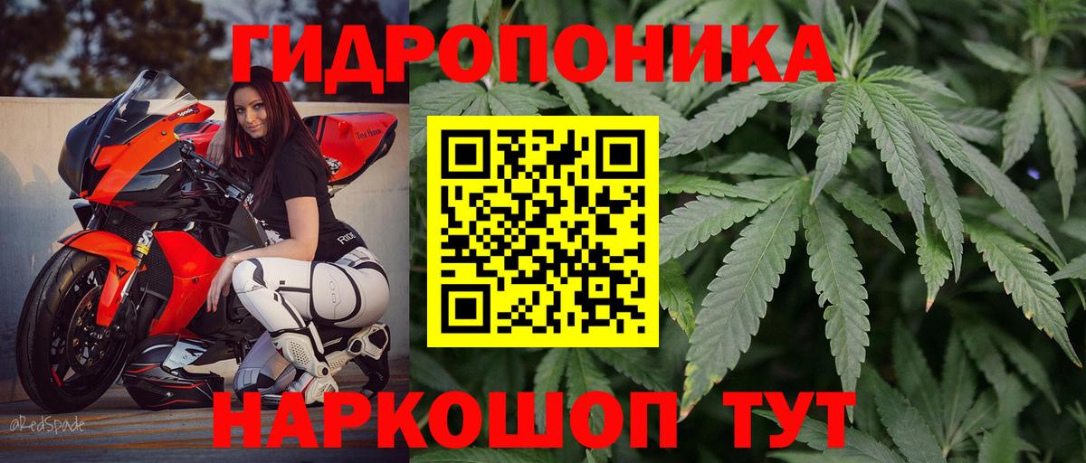 Марихуана сатива Борзя